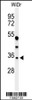 Western blot analysis of MAFA Antibody in WiDr cell line lysates (35ug/lane)