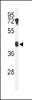 Western blot analysis of B4GALT2 Antibody in mouse testis tissue lysates (35ug/lane)