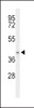 Western blot analysis of ACAD8 Antibody in mouse stomach tissue lysates (35ug/lane)