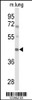 Western blot analysis of IRX2 Antibody in mouse lung tissue lysates (35ug/lane)