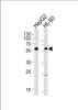 Western blot analysis of lysates from HepG2, HL-60 cell line (from left to right) , using FANCC Antibody .AP9522b was diluted at 1:1000 at each lane.