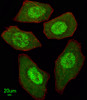 Immunofluorescent analysis of U251 cells, using FANCC Antibody . Antibody was diluted at 1:25 dilution. Alexa Fluor 488-conjugated goat anti-rabbit lgG at 1:400 dilution was used as the secondary antibody (green) . DAPI was used to stain the cell nuclear (blue) .