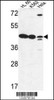 Western blot analysis in HL-60, K562, Hela cell line lysates (35ug/lane) .