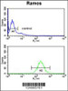 Flow cytometry analysis of Ramos cells (bottom histogram) compared to a negative control cell (top histogram) .FITC-conjugated goat-anti-rabbit secondary antibodies were used for the analysis.