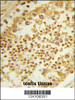 Formalin-fixed and paraffin-embedded human testis tissue reacted with RPL31 Antibody, which was peroxidase-conjugated to the secondary antibody, followed by DAB staining.