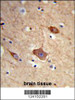 Formalin-fixed and paraffin-embedded human brain tissue reacted with NXPH1 Antibody (N-term) , which was peroxidase-conjugated to the secondary antibody, followed by DAB staining.