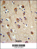LUC7L2 Antibody IHC analysis in formalin fixed and paraffin embedded brain tissue followed by peroxidase conjugation of the secondary antibody and DAB staining.