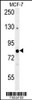 Western blot analysis in MCF-7 cell line lysates (35ug/lane) .