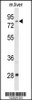 Western blot analysis of ACSS2 Antibody in mouse liver tissue lysates (35ug/lane)