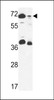 Western blot analysis in 293 cell line and mouse stomach tissue lysates (35ug/lane) .