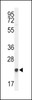 Western blot analysis of GGCT Antibody in 293 cell line lysates (35ug/lane)