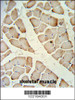 HFE2 Antibody IHC analysis in formalin fixed and paraffin embedded skeletal muscle followed by peroxidase conjugation of the secondary antibody and DAB staining.