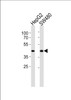 Western blot analysis of lysates from HepG2, SW480 cell line (from left to right) , using ADH7 Antibody at 1:1000 at each lane.