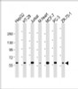 Western Blot at 1:2000 dilution Lane 1: HepG2 whole cell lysate Lane 2: HT-29 whole cell lysate Lane 3: Jurkat whole cell lysate Lane 4: mouse heart lysate Lane 5: MCF-7 whole cell lysate Lane 5: PC-3 whole cell lysate Lane 5: ZR-75-1 whole cell lysate Lysates/proteins at 20 ug per lane.