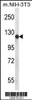 Western blot analysis of PIGN Antibody in mouse NIH-3T3 cell line lysates (35ug/lane)