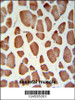 HSD11B2 Antibody IHC analysis in formalin fixed and paraffin embedded skeletal muscle followed by peroxidase conjugation of the secondary antibody and DAB staining.
