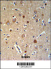HSPA12A Antibody IHC analysis in formalin fixed and paraffin embedded brain tissue followed by peroxidase conjugation of the secondary antibody and DAB staining.