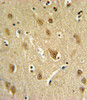 ST8SIA4 Antibody IHC analysis in formalin fixed and paraffin embedded brain tissue followed by peroxidase conjugation of the secondary antibody and DAB staining.