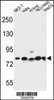 Western blot analysis in MCF-7, Hela, NCI-H460, HepG2 cell line and mouse liver tissue lysates (35ug/lane) .