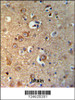 GPHN Antibody IHC analysis in formalin fixed and paraffin embedded brain tissue followed by peroxidase conjugation of the secondary antibody and DAB staining.