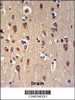 GRPR Antibody IHC analysis in formalin fixed and paraffin embedded brain tissue followed by peroxidase conjugation of the secondary antibody and DAB staining.