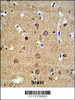 ADAM19 Antibody IHC analysis in formalin fixed and paraffin embedded brain tissue followed by peroxidase conjugation of the secondary antibody and DAB staining.