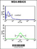 Flow cytometric analysis of MDA-MB435 cells (bottom histogram) compared to a negative control cell (top histogram) .FITC-conjugated goat-anti-rabbit secondary antibodies were used for the analysis.