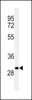 Western blot analysis of C19orf18 Antibody in Ramos cell line lysates (35ug/lane)