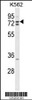 Western blot analysis of ZRANB1 Antibody in K562 cell line lysates (35ug/lane)