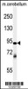 Western blot analysis of ZRANB1 Antibody in mouse cerebellum tissue lysates (35ug/lane)