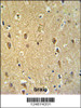 GPR17 Antibody IHC analysis in formalin fixed and paraffin embedded brain tissue followed by peroxidase conjugation of the secondary antibody and DAB staining.