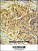 CDC45L Antibody IHC analysis in formalin fixed and paraffin embedded testis tissue followed by peroxidase conjugation of the secondary antibody and DAB staining.