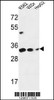 Western blot analysis in K562, WiDr, HepG2 cell line lysates (35ug/lane) .