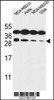 Western blot analysis in MDA-MB231, Hela, MDA-MB435, CEM cell line lysates (35ug/lane) .