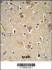NEDD4 Antibody IHC analysis in formalin fixed and paraffin embedded brain tissue followed by peroxidase conjugation of the secondary antibody and DAB staining.