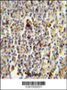 CD1E Antibody immunohistochemistry analysis in formalin fixed and paraffin embedded human spleen followed by peroxidase conjugation of the secondary antibody and DAB staining.