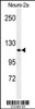 Western blot analysis of RERE Antibody in Neuro-2a cell line lysates (35ug/lane)