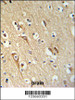 ALG10 Antibody IHC analysis in formalin fixed and paraffin embedded brain tissue followed by peroxidase conjugation of the secondary antibody and DAB staining.