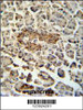 SUMF1 Antibody immunohistochemistry analysis in formalin fixed and paraffin embedded human pancreas tissue followed by peroxidase conjugation of the secondary antibody and DAB staining.