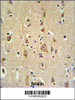 FAM44B Antibody IHC analysis in formalin fixed and paraffin embedded brain tissue followed by peroxidase conjugation of the secondary antibody and DAB staining.