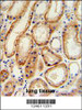 GALNT5 Antibody IHC analysis in formalin fixed and paraffin embedded human normal lung tissue followed by peroxidase conjugation of the secondary antibody and DAB staining.