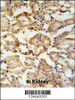 RHBG Antibody IHC analysis in formalin fixed and paraffin embedded mouse kidney tissue followed by peroxidase conjugation of the secondary antibody and DAB staining.