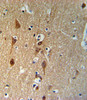 SMAD3-S208 Antibody IHC analysis in formalin fixed and paraffin embedded brain tissue followed by peroxidase conjugation of the secondary antibody and DAB staining.
