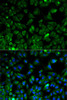 Immunofluorescence analysis of HeLa cells using EEF2 antibody (13-032) . Blue: DAPI for nuclear staining.
