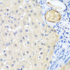 Immunohistochemistry of paraffin-embedded human liver using LRP5 antibody (13-045) at dilution of 1:200 (40x lens) .