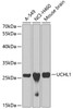Western blot analysis of extracts of various cell lines, using UCHL1 antibody (13-053) at 1:1000 dilution.<br/>Secondary antibody: HRP Goat Anti-Rabbit IgG (H+L) at 1:10000 dilution.<br/>Lysates/proteins: 25ug per lane.<br/>Blocking buffer: 3% nonfat dry milk in TBST.
