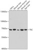 Western blot analysis of extracts of various cell lines, using TEC antibody (13-073) at 1:3000 dilution.<br/>Secondary antibody: HRP Goat Anti-Rabbit IgG (H+L) at 1:10000 dilution.<br/>Lysates/proteins: 25ug per lane.<br/>Blocking buffer: 3% nonfat dry milk in TBST.<br/>Detection: ECL Basic Kit.<br/>Exposure time: 90s.