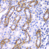 Immunohistochemistry of paraffin-embedded rat kidney using ARRB1 antibody (13-074) at dilution of 1:100 (40x lens) .