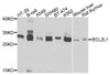 Western blot analysis of extracts of various cell lines, using BCL2L1 antibody (13-079) at 1:1000 dilution.<br/>Secondary antibody: HRP Goat Anti-Rabbit IgG (H+L) at 1:10000 dilution.<br/>Lysates/proteins: 25ug per lane.<br/>Blocking buffer: 3% nonfat dry milk in TBST.<br/>Detection: ECL Basic Kit.<br/>Exposure time: 15s.