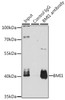 Immunoprecipitation analysis of 200ug extracts of K-562 cells, using 3 ug BMI1 antibody (13-080) . Western blot was performed from the immunoprecipitate using BMI1 antibody (13-080) at a dilition of 1:1000.